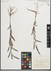 Foto von Salix purpurea L.